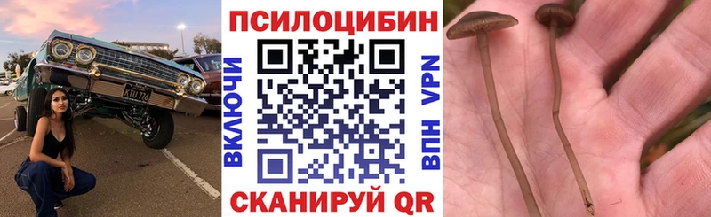 купить наркотики сайты  Курганинск  Псилоцибиновые грибы Psilocybine cubensis 